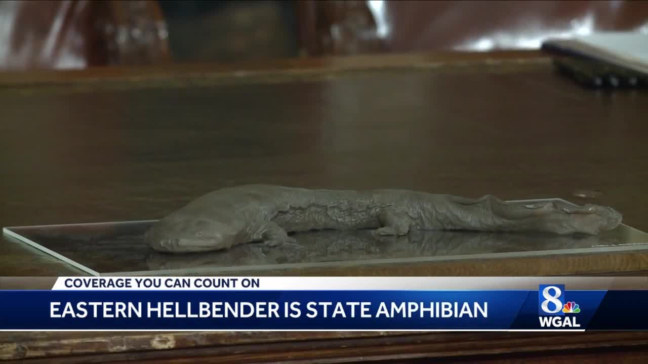 Eastern Hellbender Now Pennsylvania S Official State Amphibian