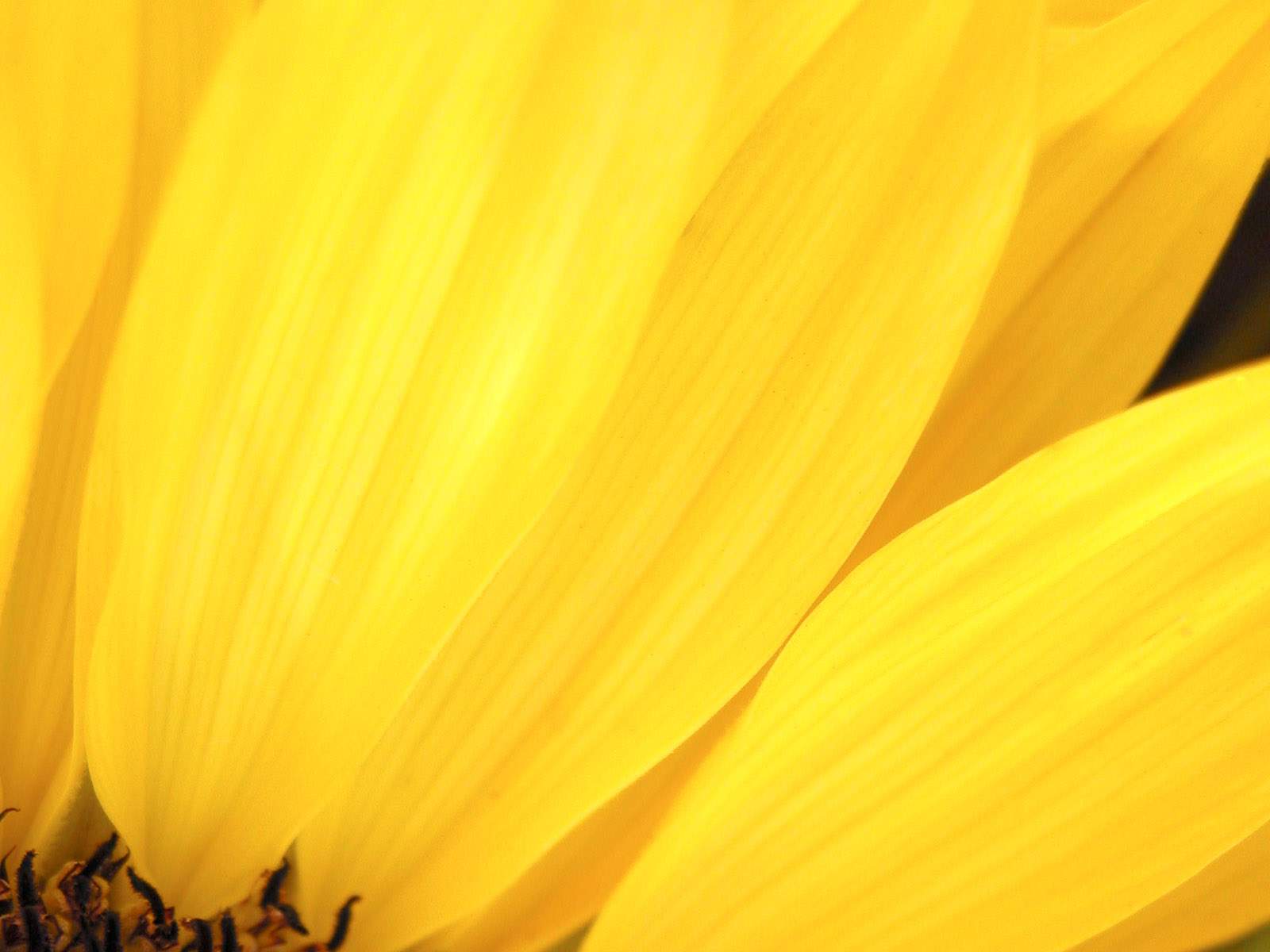 And White Wallpaper Yellow Flower Close Up Photo