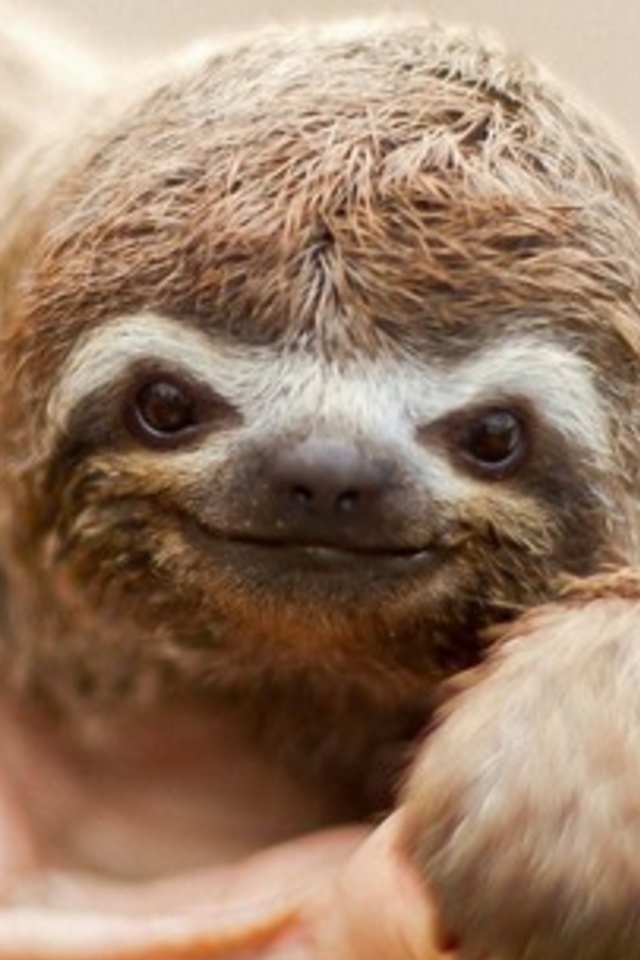 sloth hd wallpaper