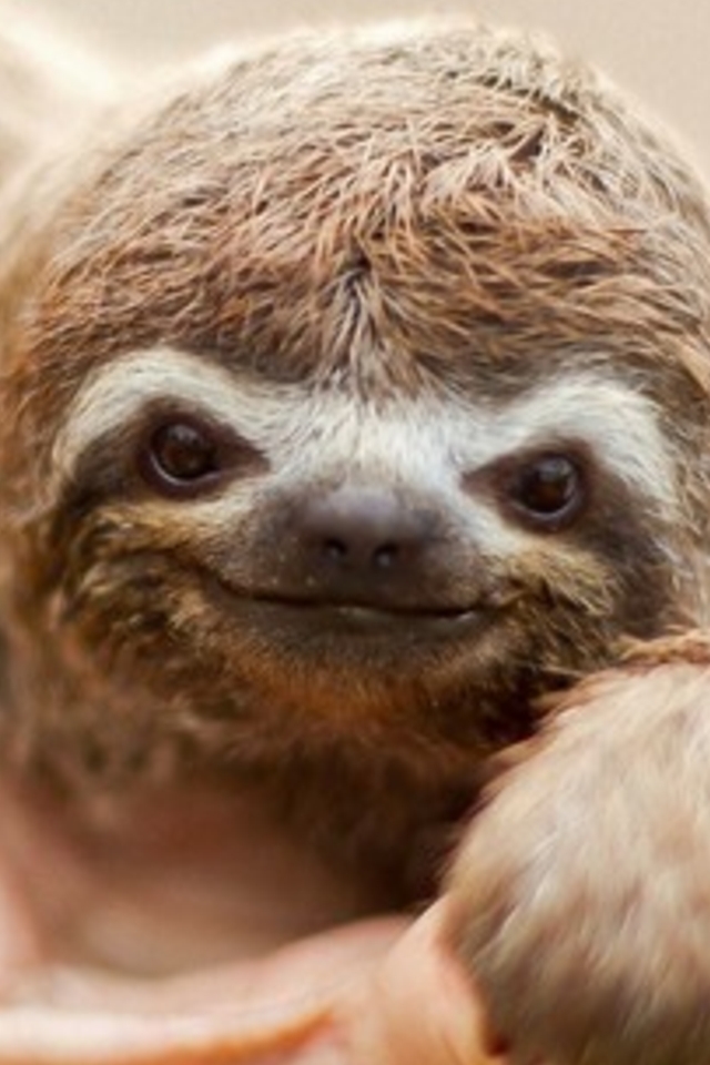 funny sloth wallpaper