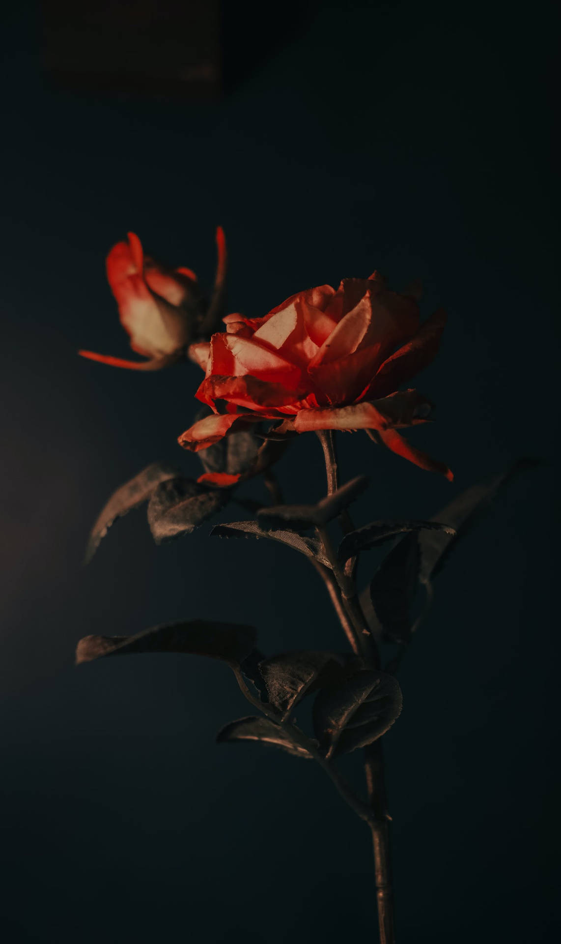 Dark Aesthetic Rose iPhone Wallpaper