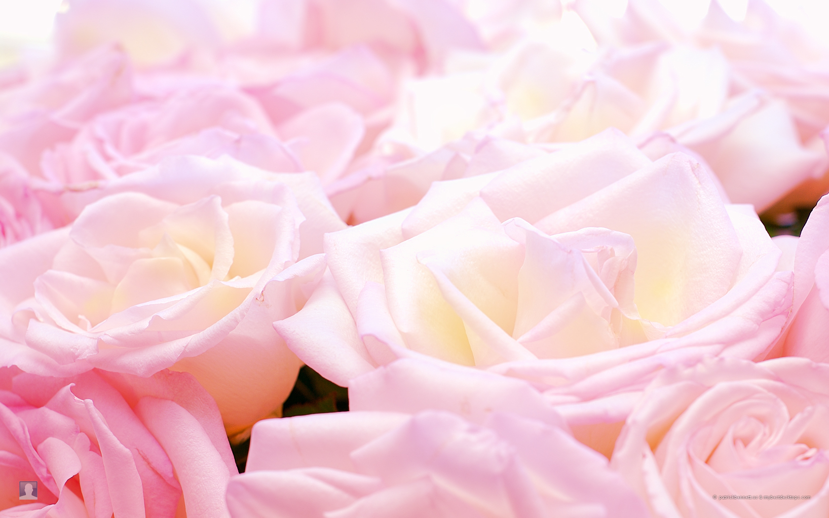 Pretty Pink Roses Wallpaper Pictures