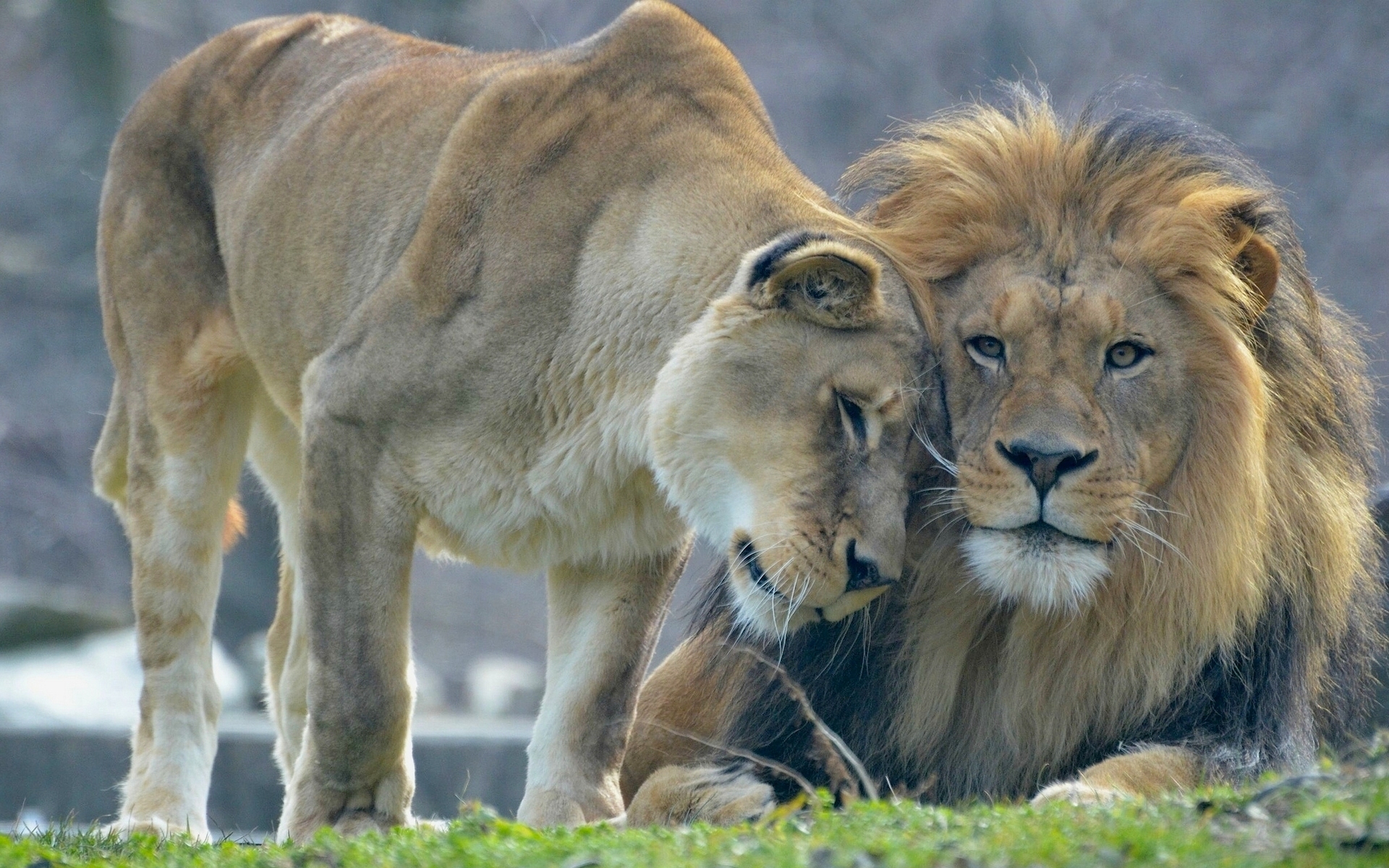 Wallpaper Lions Lion Lioness Love Cats