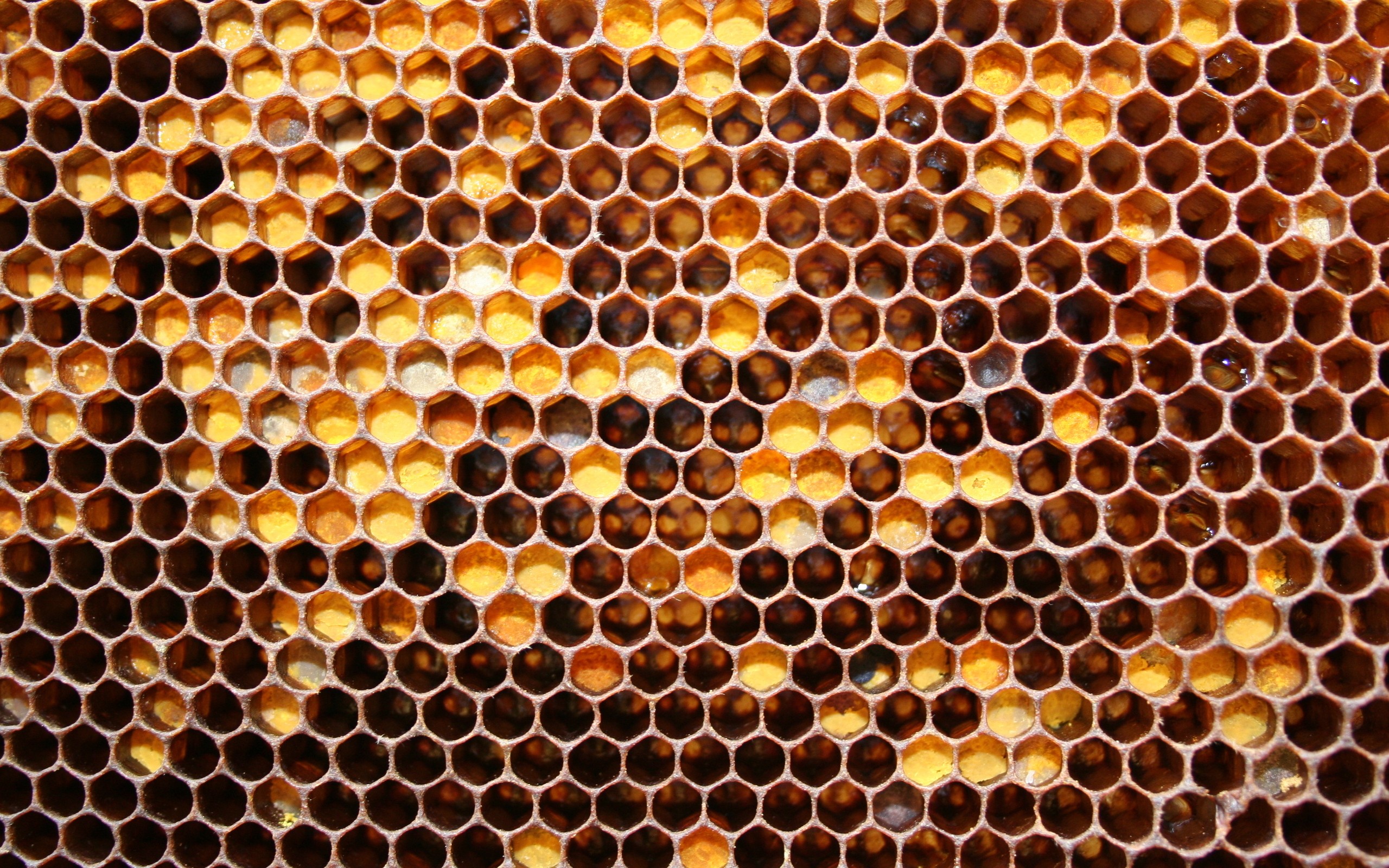 Seamless honeycomb wallpaper pattern Royalty Free Vector