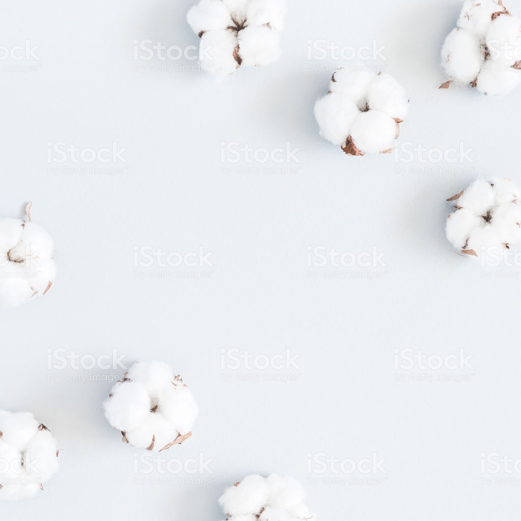 Cotton Flowers On Pastel Blue Background Flat Lay Top View Stock