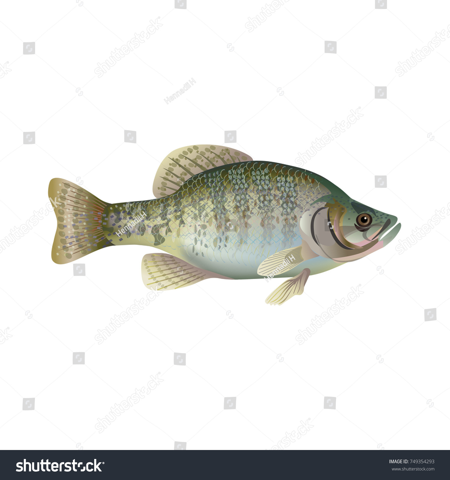 🔥 [33+] Crappie Background | WallpaperSafari