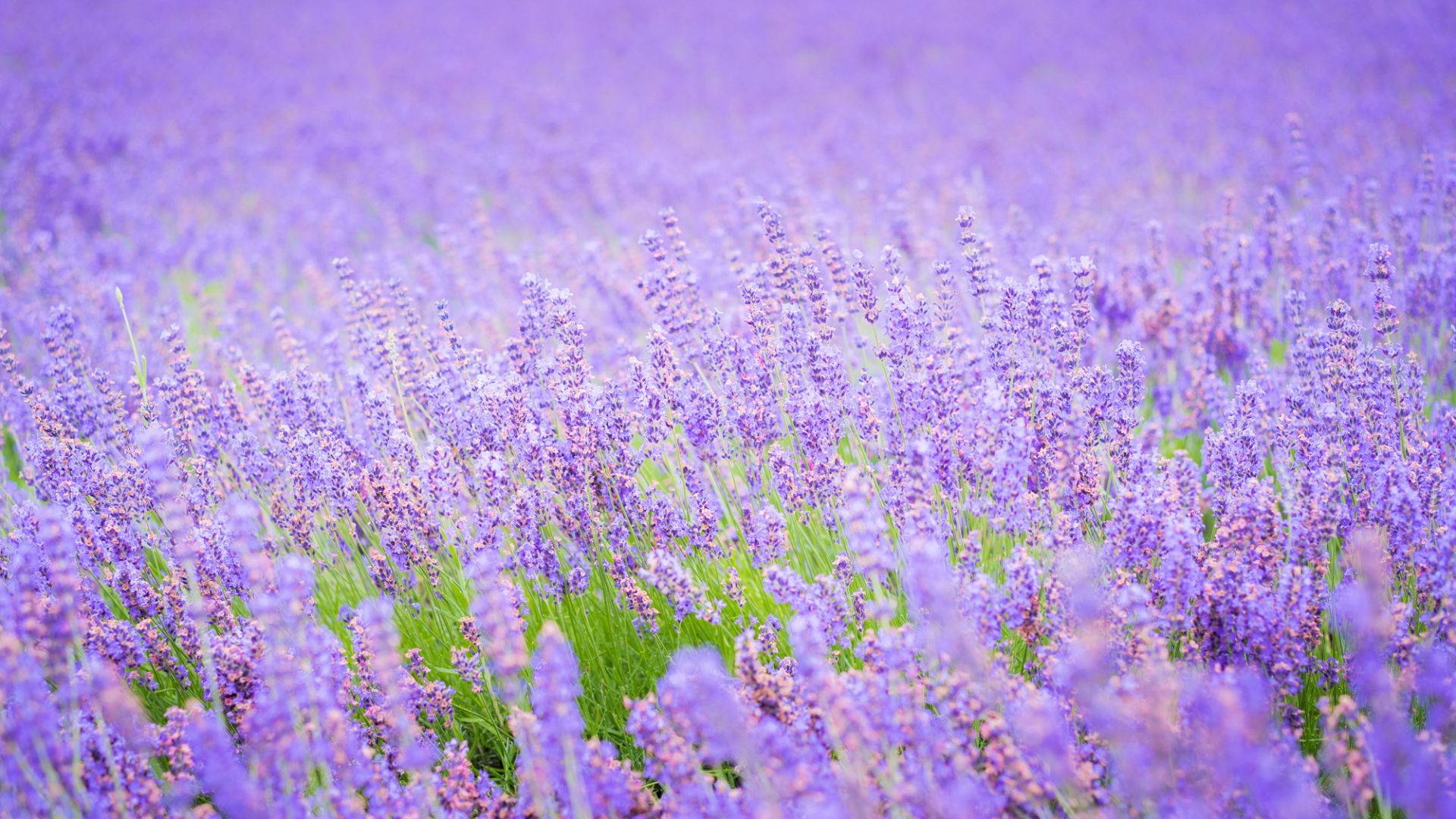 Lavender Desktop Wallpaper