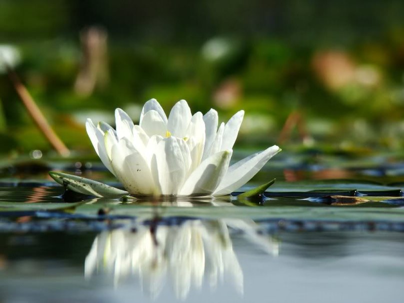 Lily Pad Flower Wallpaper