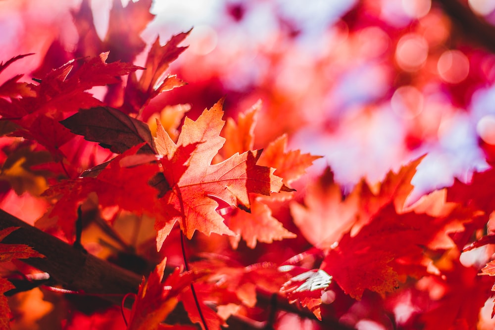 Closeup Photography Of Red Leaf Plant Photo Autumn Image On