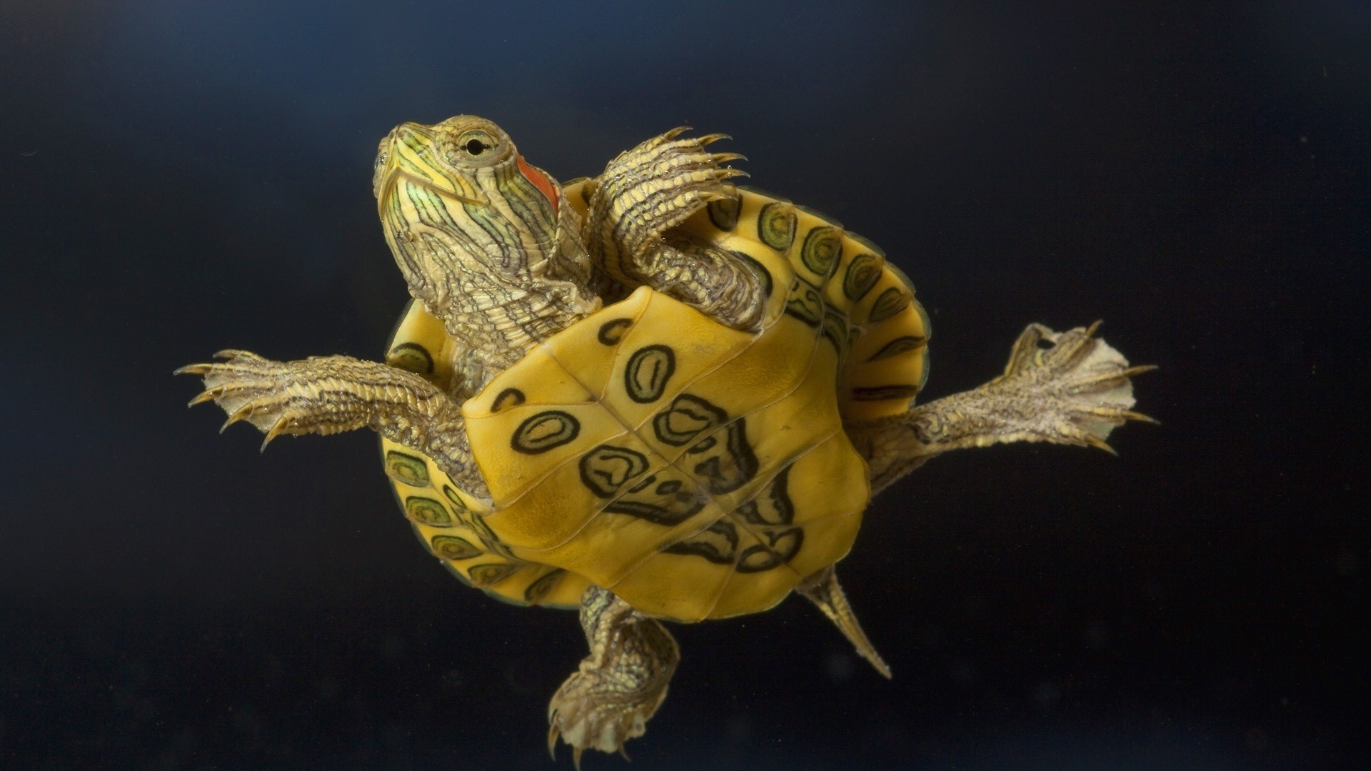 Turtle S Tags Hatchling Animal Sea Creature