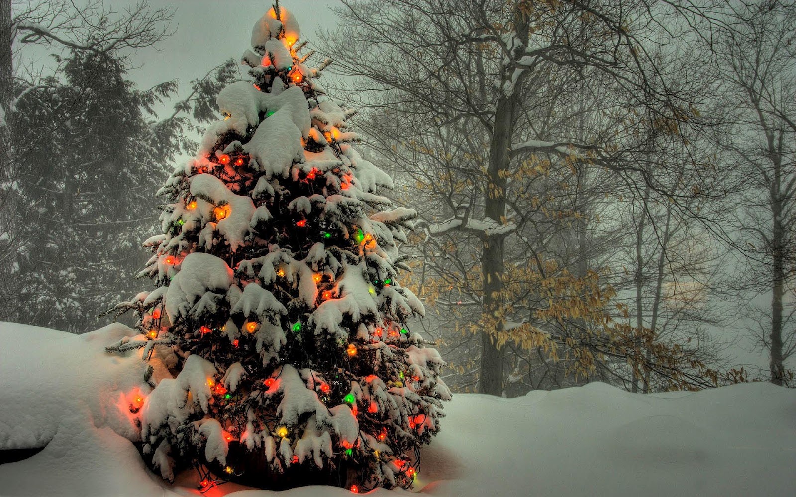 In De Sneeuw Met Kerstverlichting Aan HD Winter Wallpaper Foto