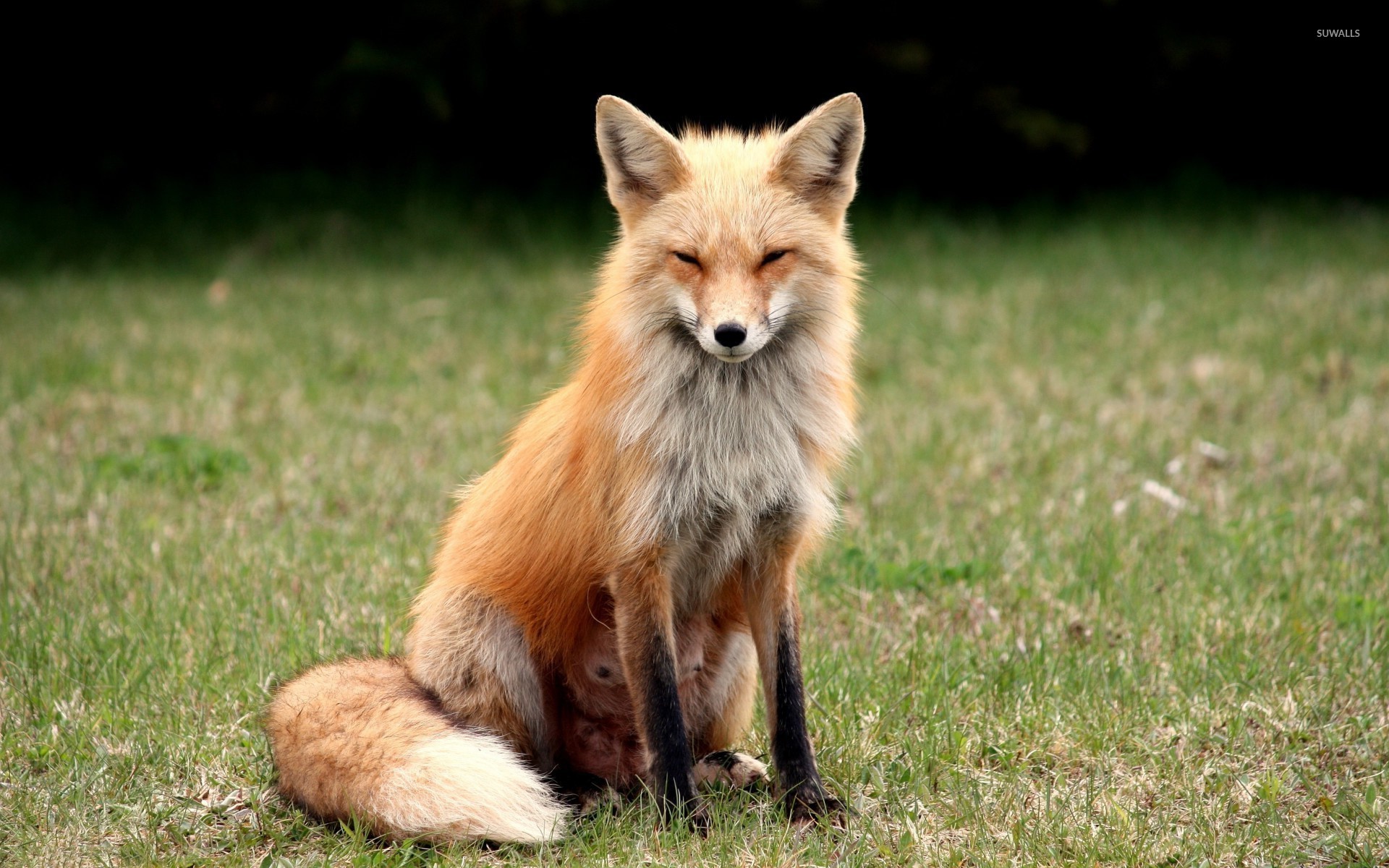 Suspicious Fox Wallpaper Animal