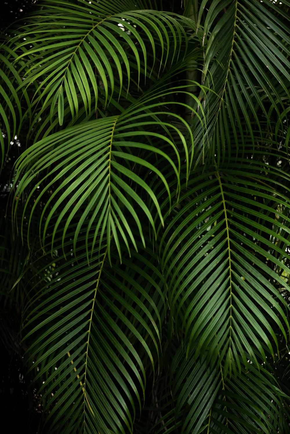 Green Plant Pictures HD Image