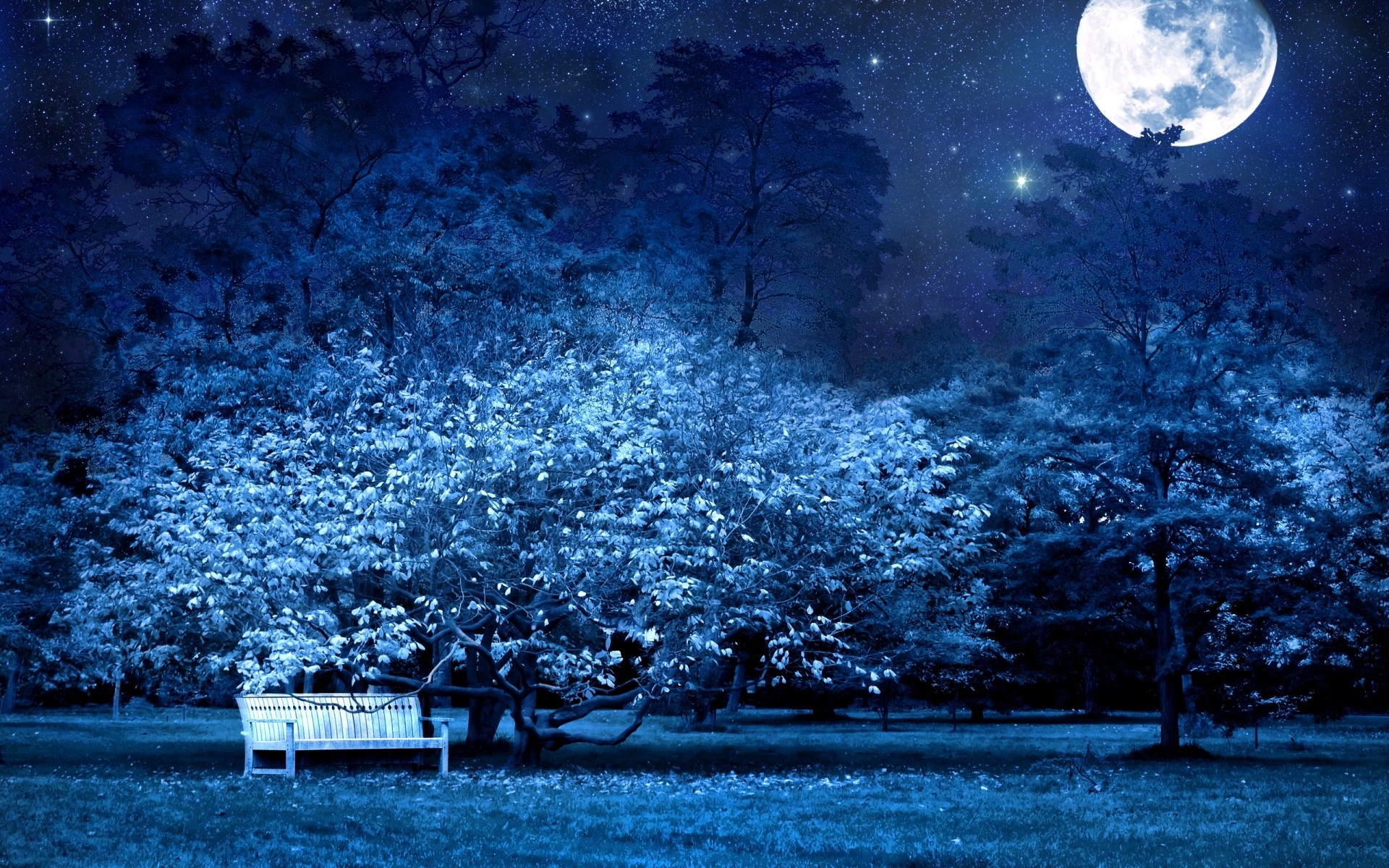 Blue Nature Wallpaper Trees Night Moon