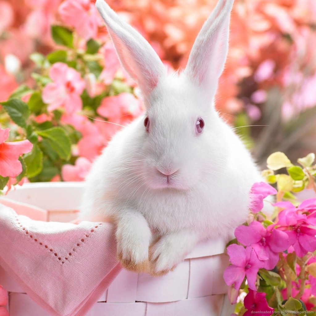 Hite Rabbit HD Wallpaper Background Image