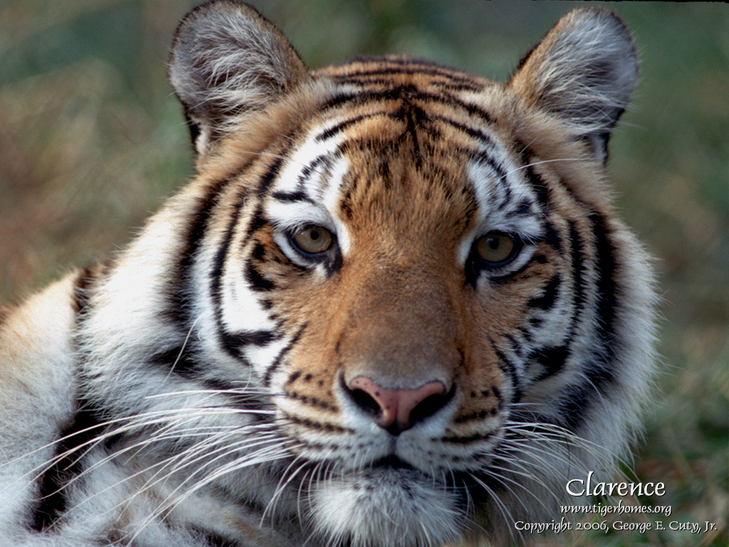 Tiger Desktop Wallpaper White Bengal And Siberian Tigers