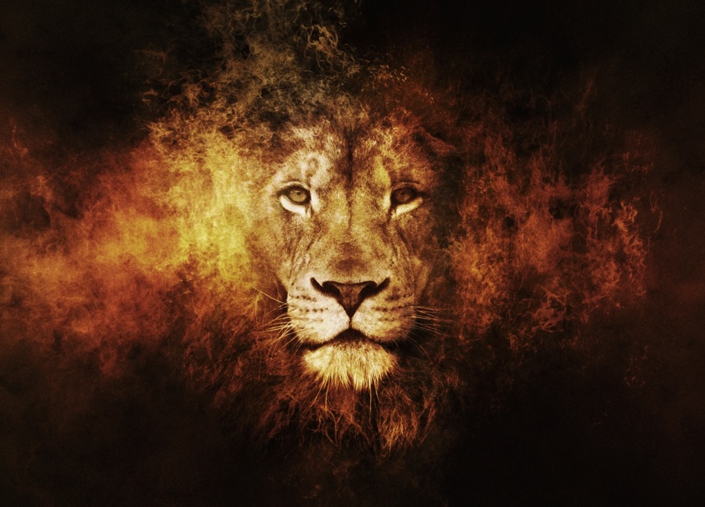 Lions New HD Wallpaper