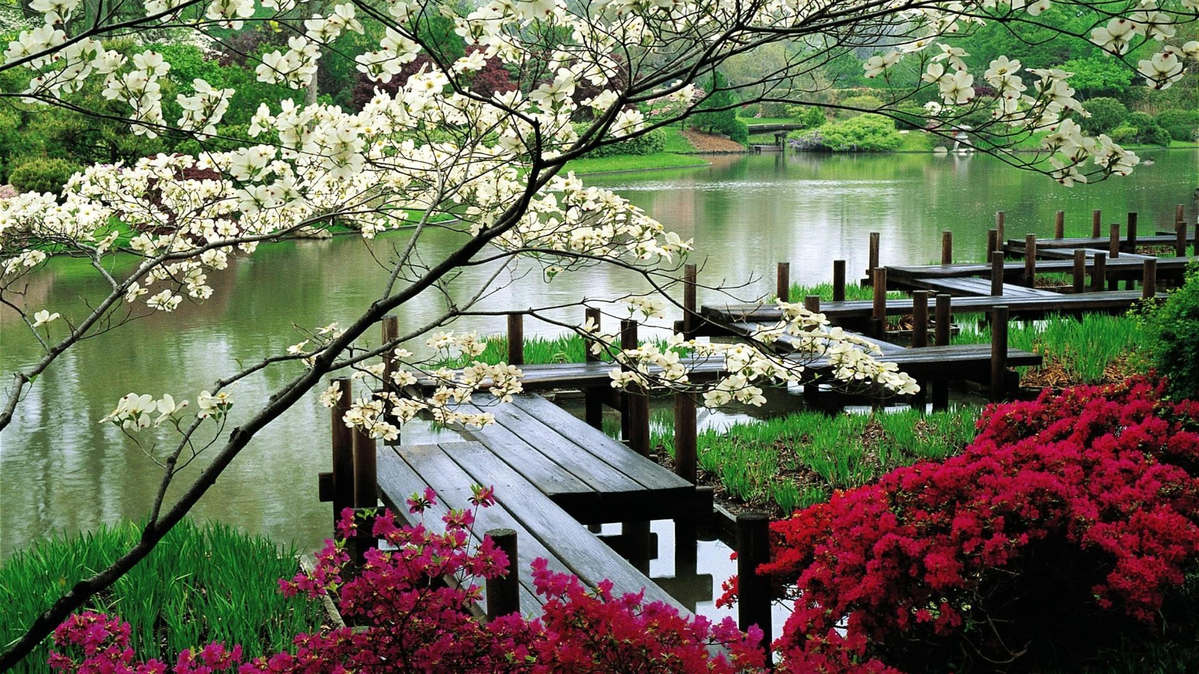 World Blossom Bridge Lake Japanese Garden HD