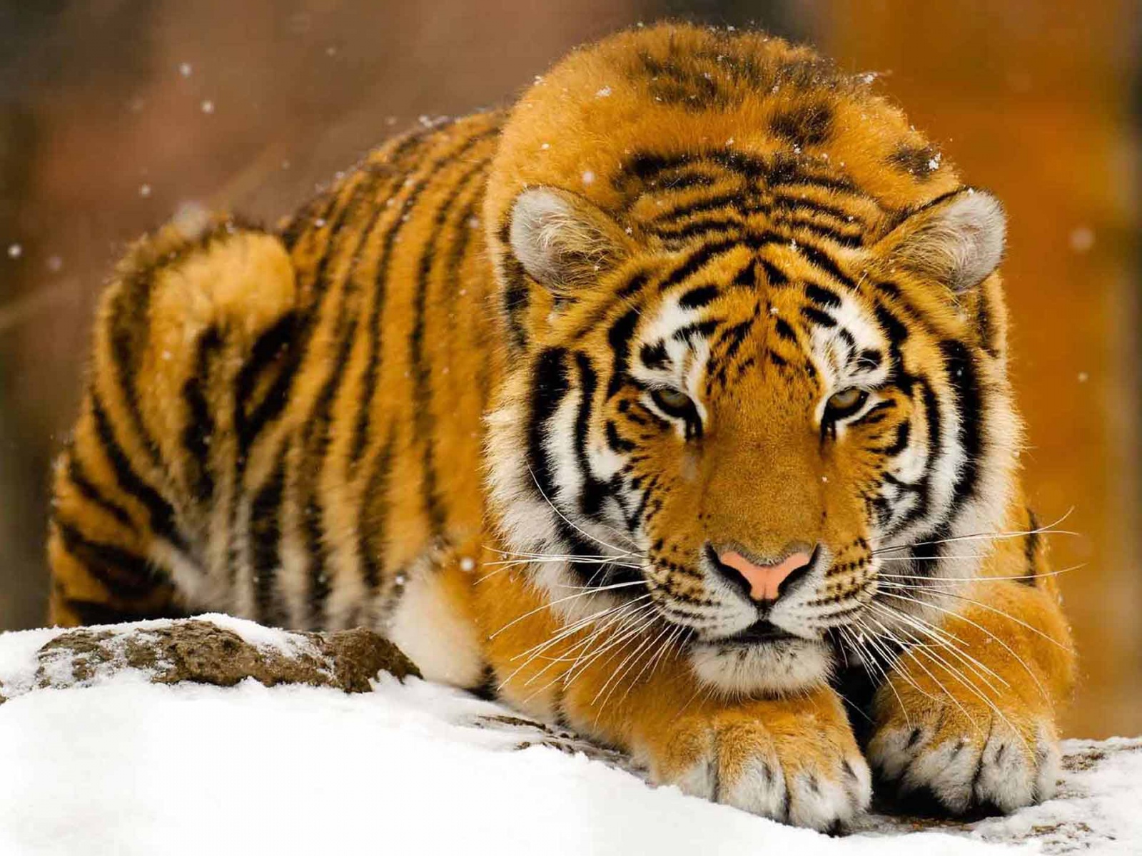 Best Desktop HD Wallpaper Tiger