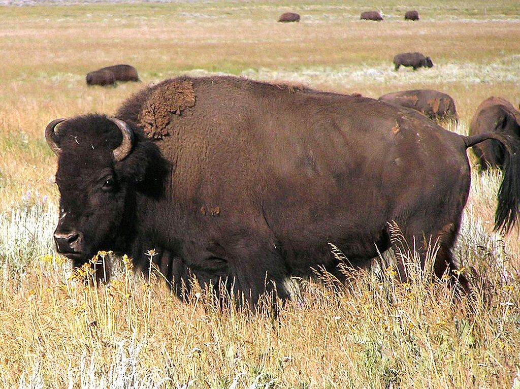 National Park Buffalo Bison Puter Desktop Background Wallpaper