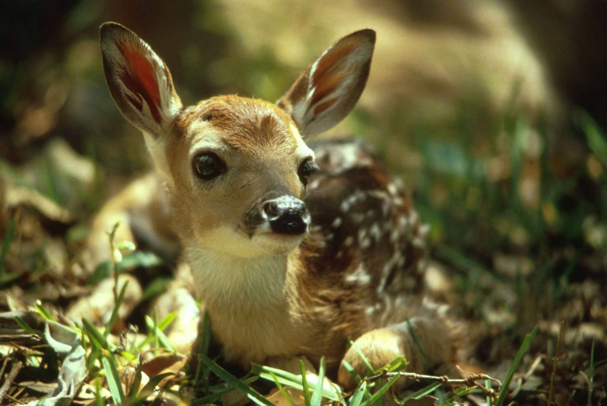 Fawn Wallpaper Animal Lovers