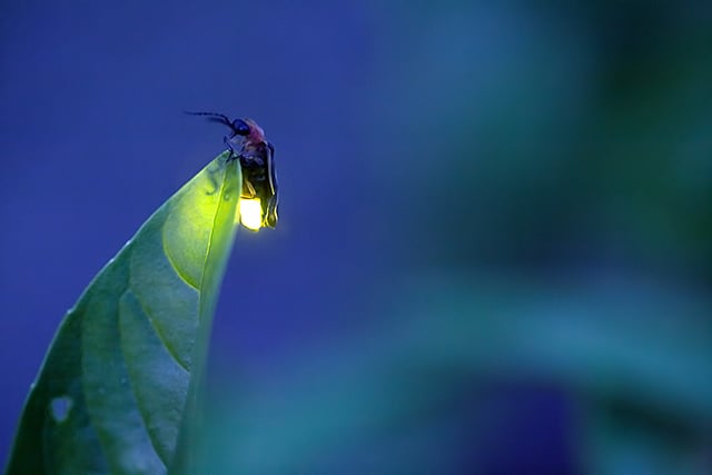  Macro Close Up Pictures of Fireflies Photos of Lightning Bugs