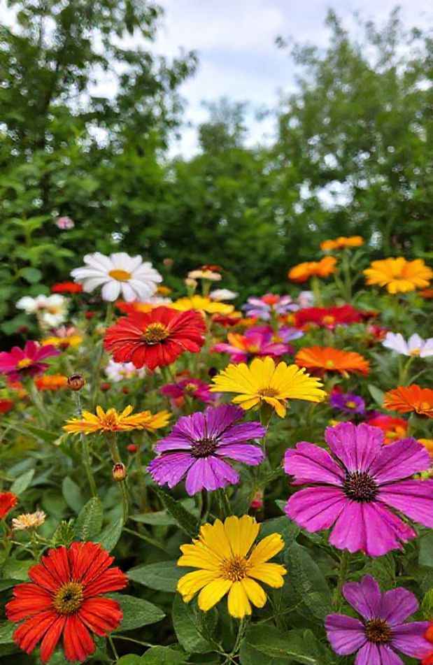 Nature Flower Wallpaper