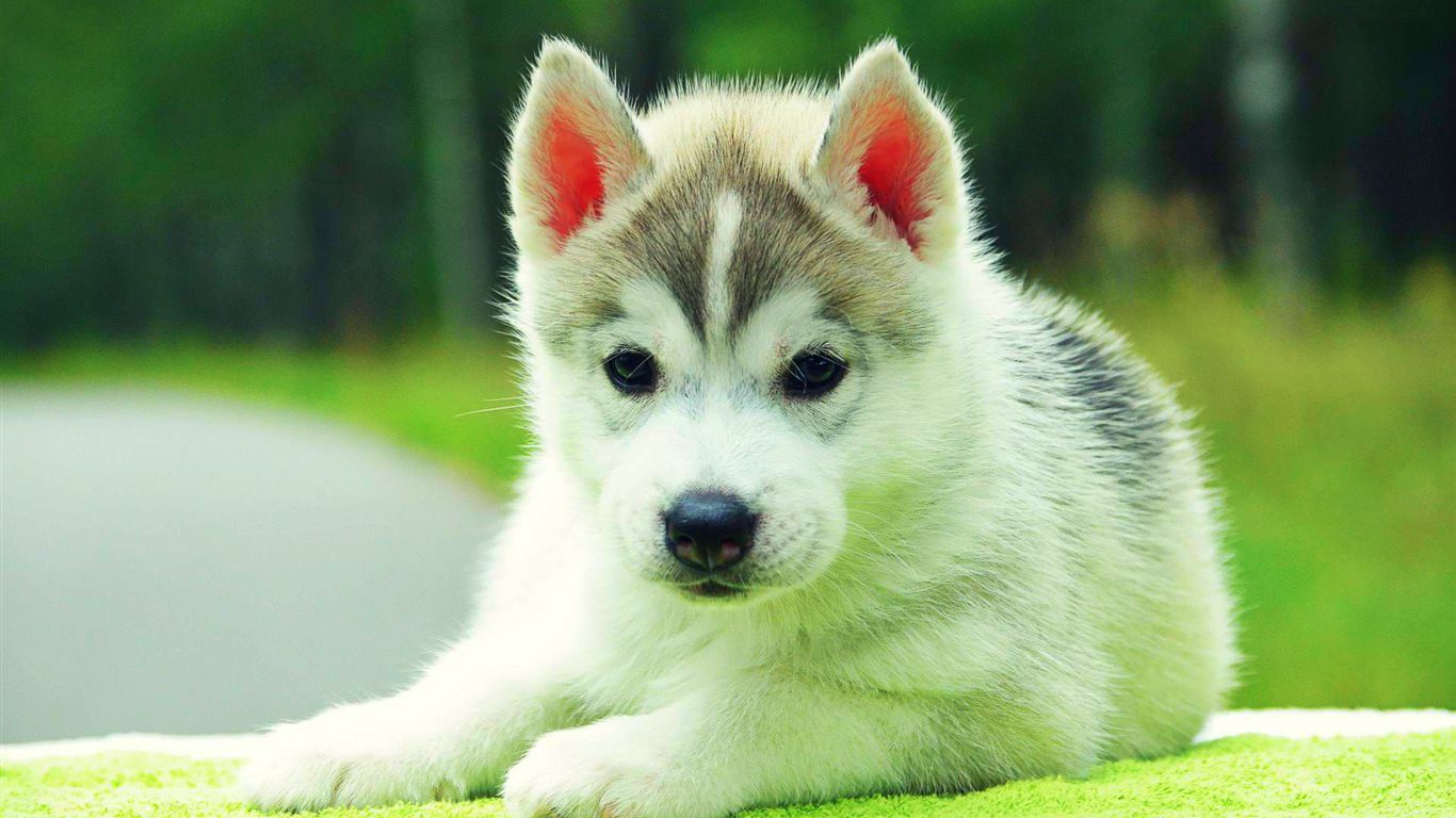 Cute Siberian Husky Puppies Animal Wallpaper Background With