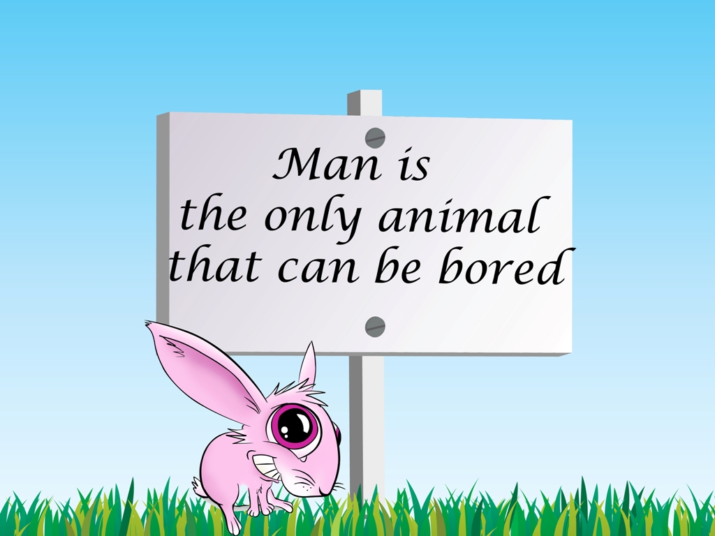 Funny Animal Sayings HD Wallpaper In Imageci