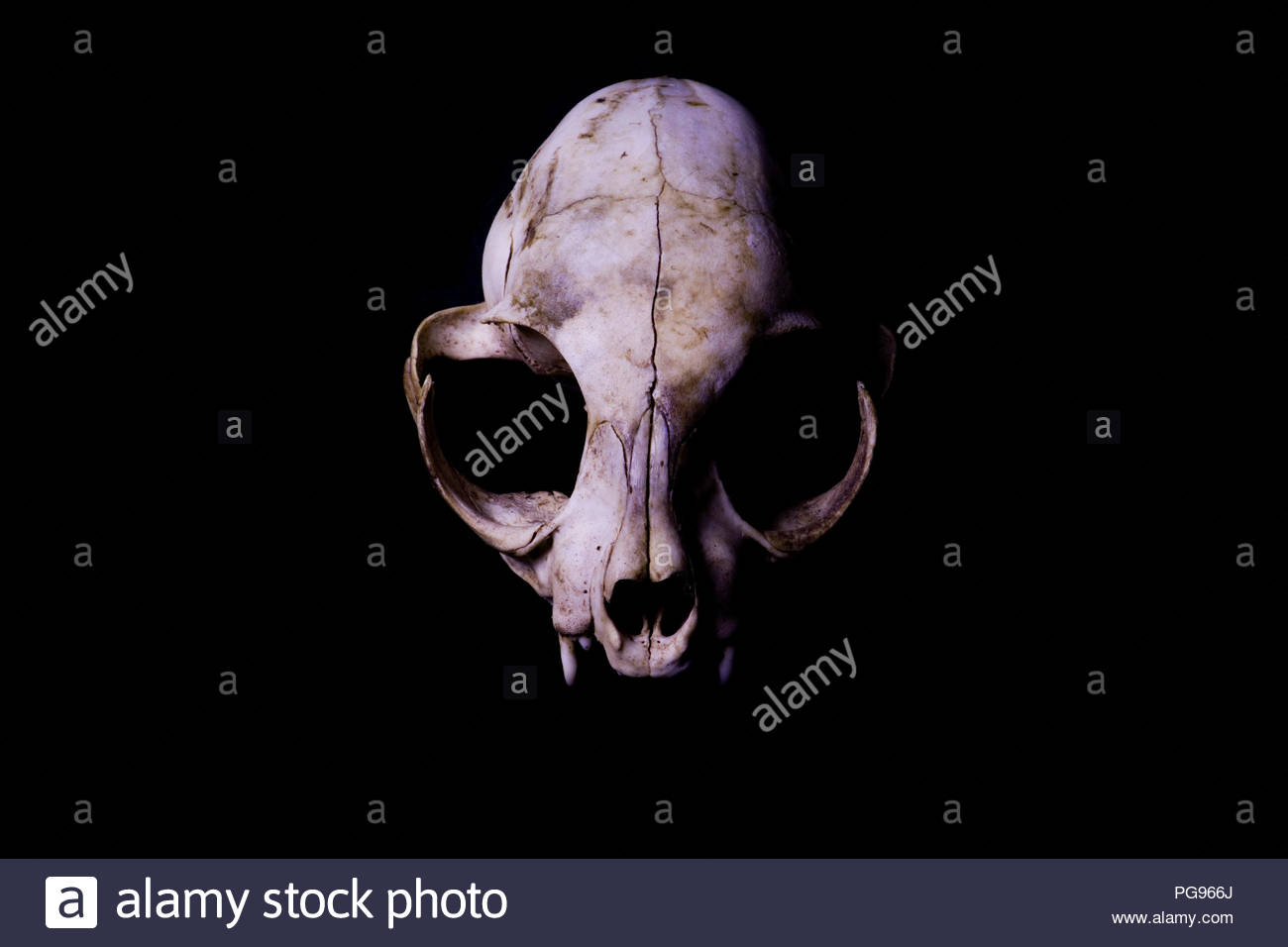 Cat Skull Isolated On Black Background High Contrast Animal