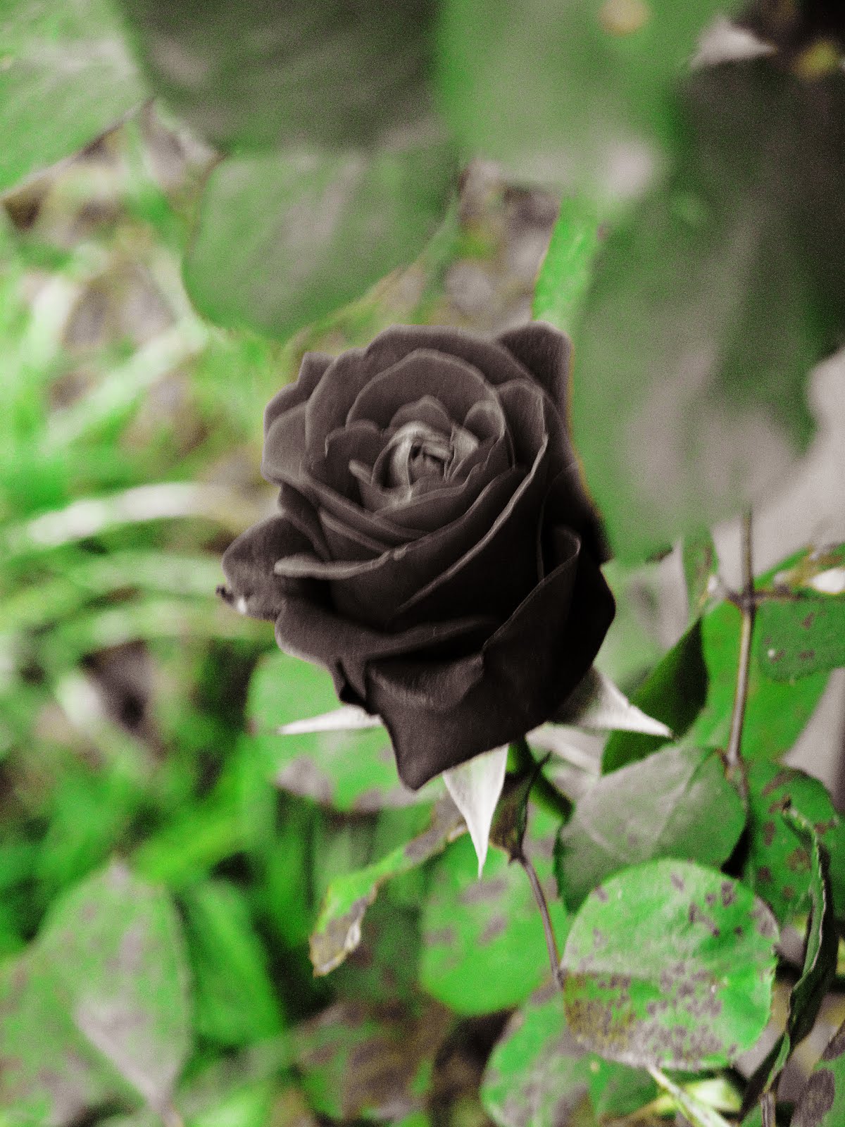Real Black Roses Rose Wallpaper