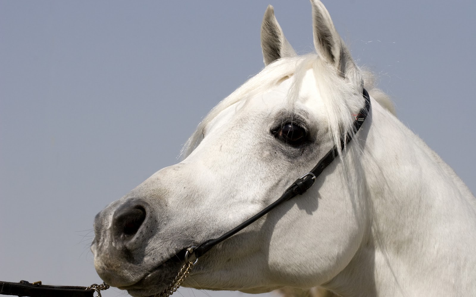Portrait Picture Of A White Horse HD Horses Wallpaper Background