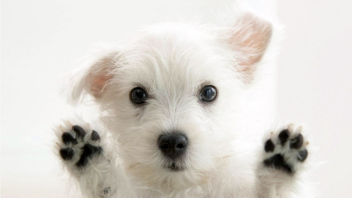 Cute white funny dog wallpaper
