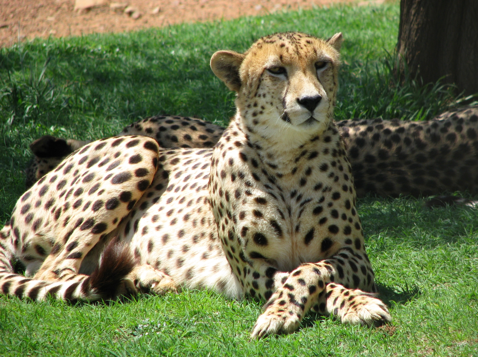 Best Animal Wallpaper Cheetah