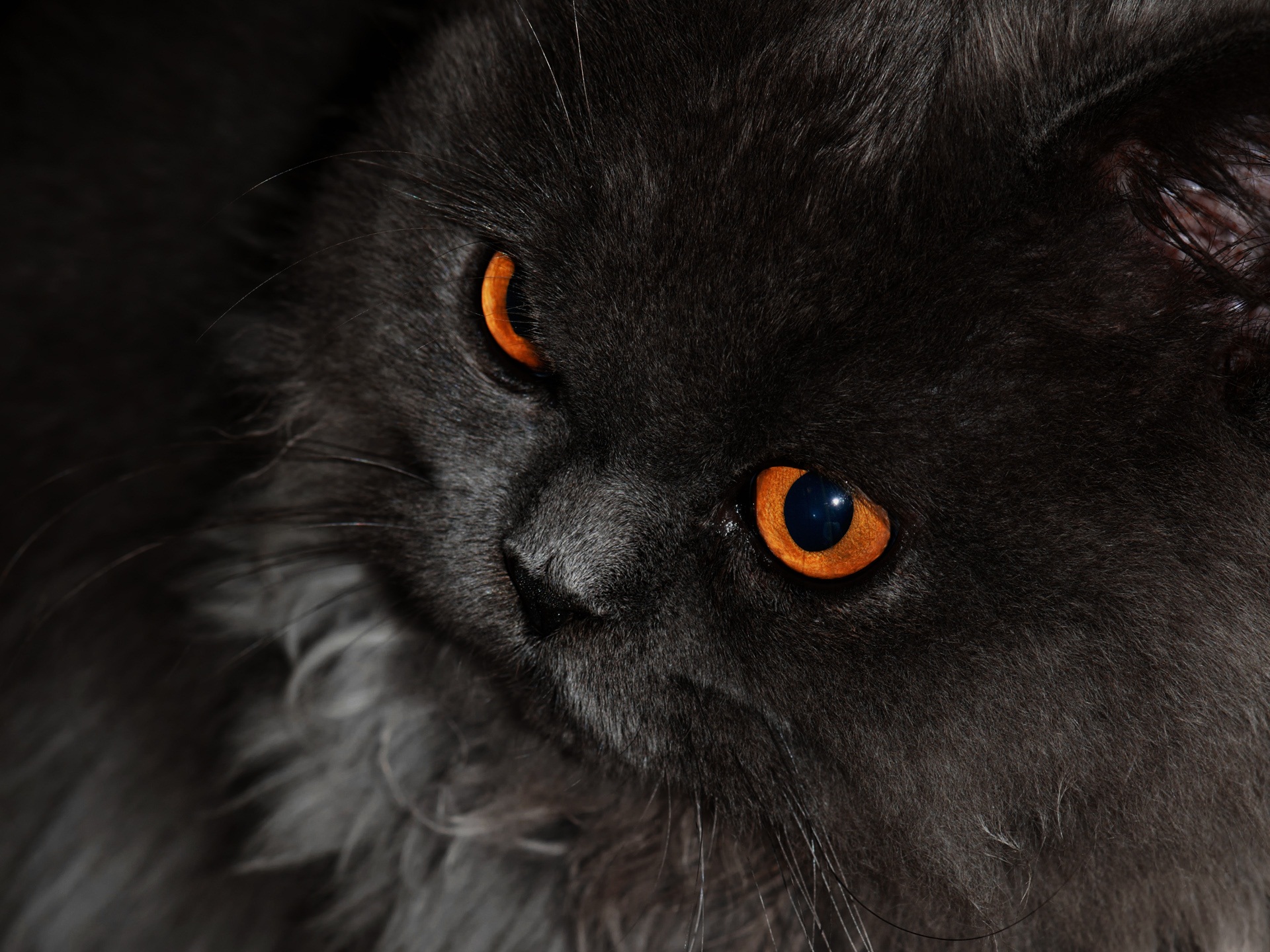 Black Cat With Orange Eyes