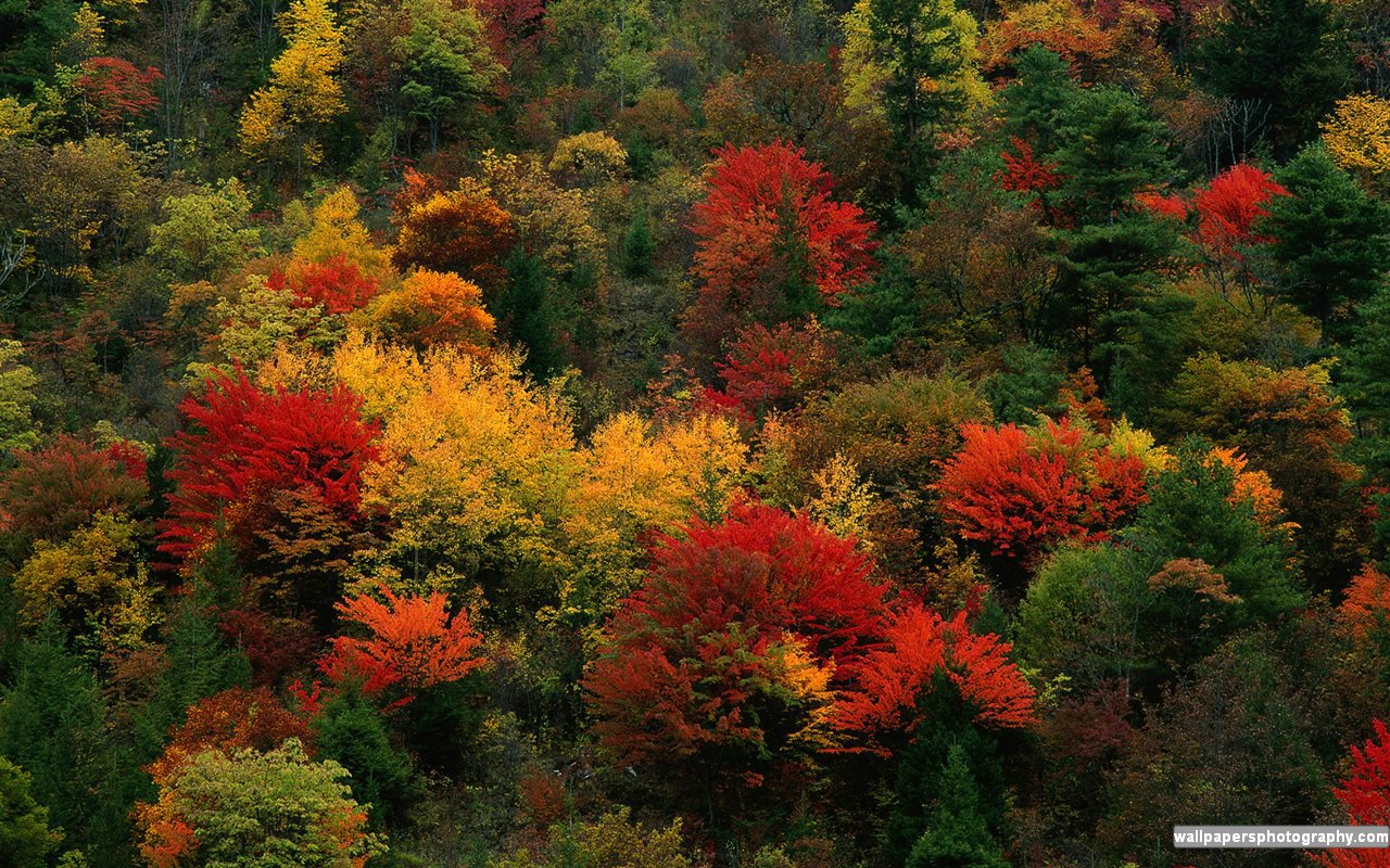 Autumn Fall Forest Wallpaper Art Print Desktop