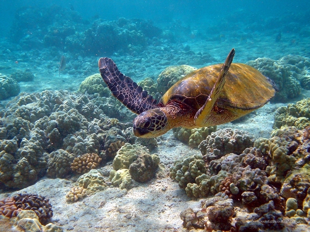 Sea Turtle Turtles Wallpaper