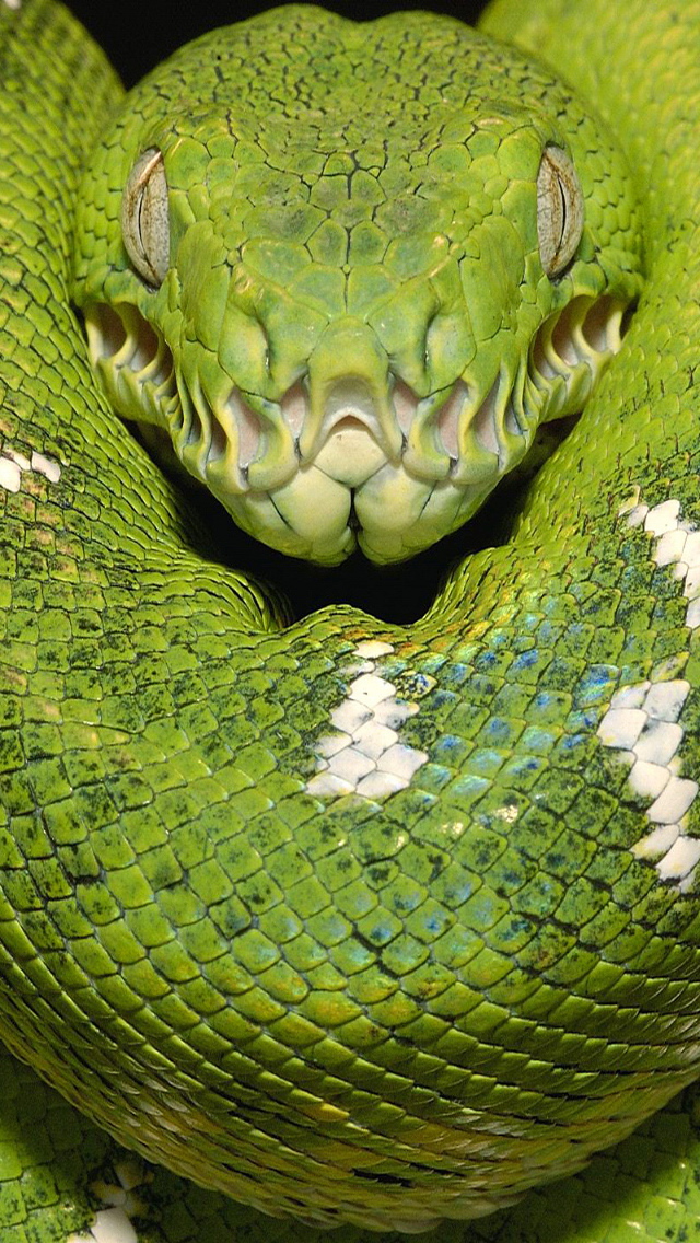 Green Tree Python iPhone Wallpaper Background Photo