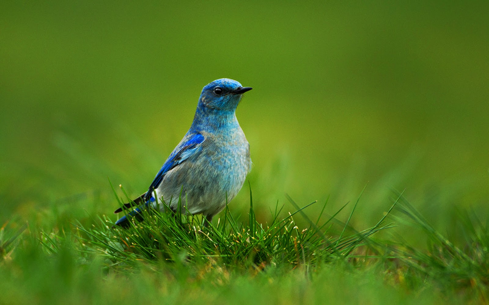 Mountain Bluebird Sialia Currucoides Desktop Background