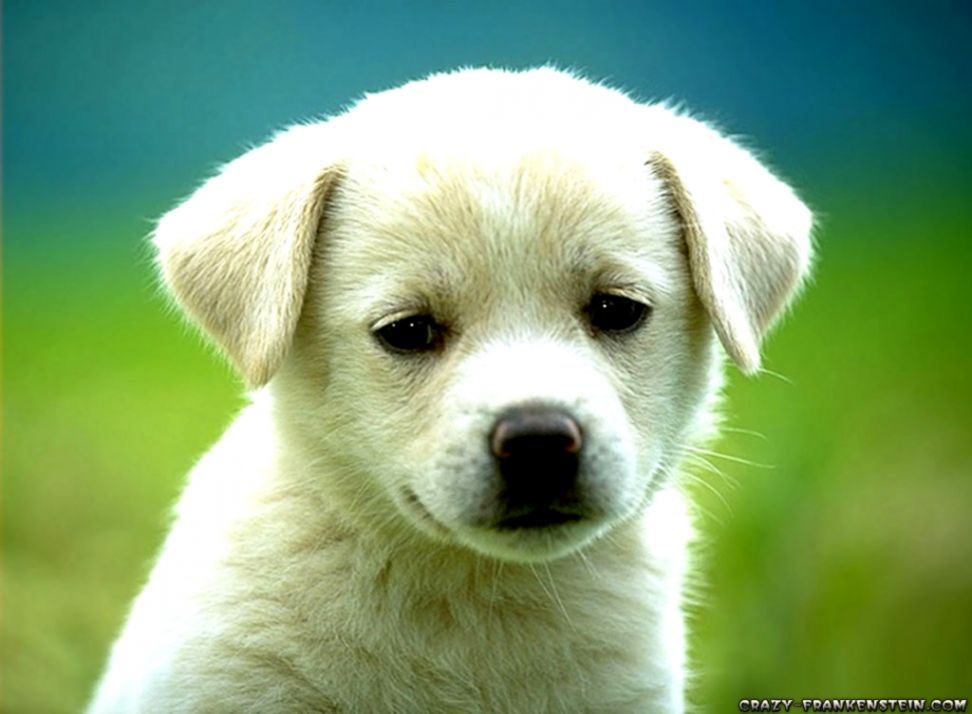 Cute Puppy Dogs Wallpapers Wallpapers Clone