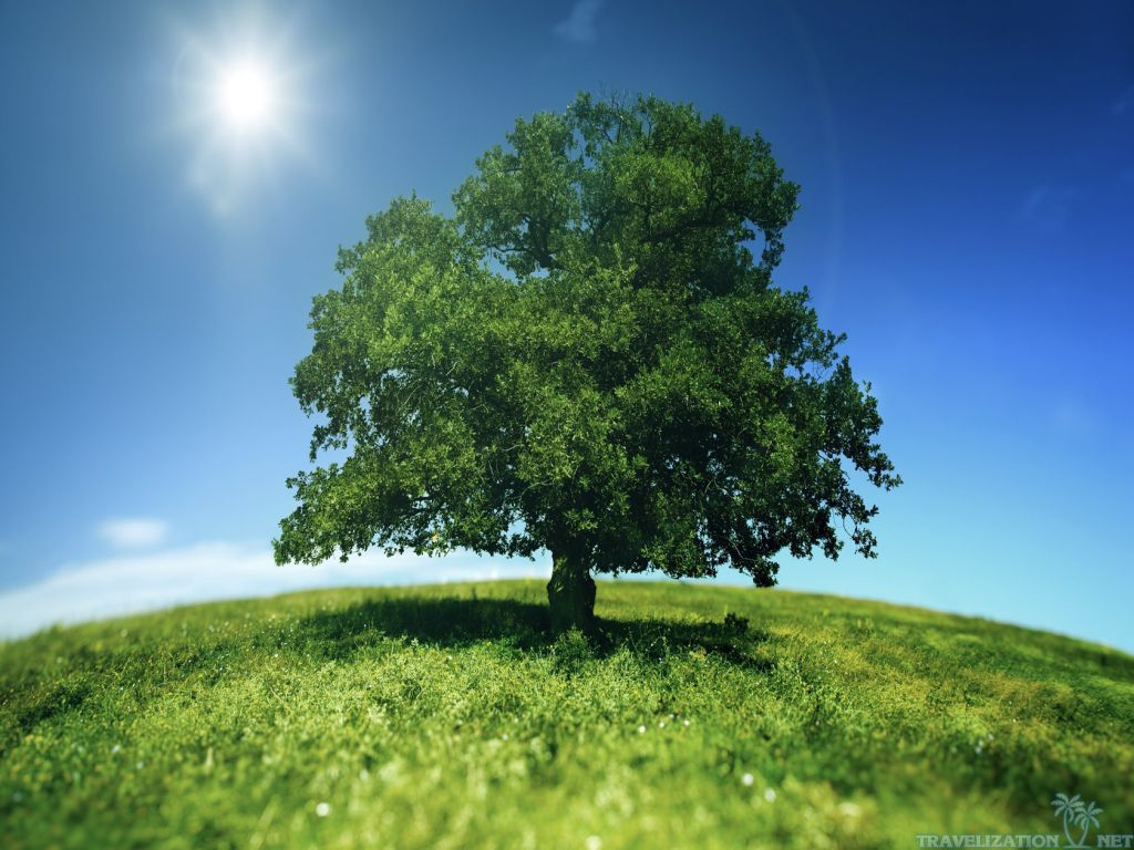 Big Green Tree Wallpaper