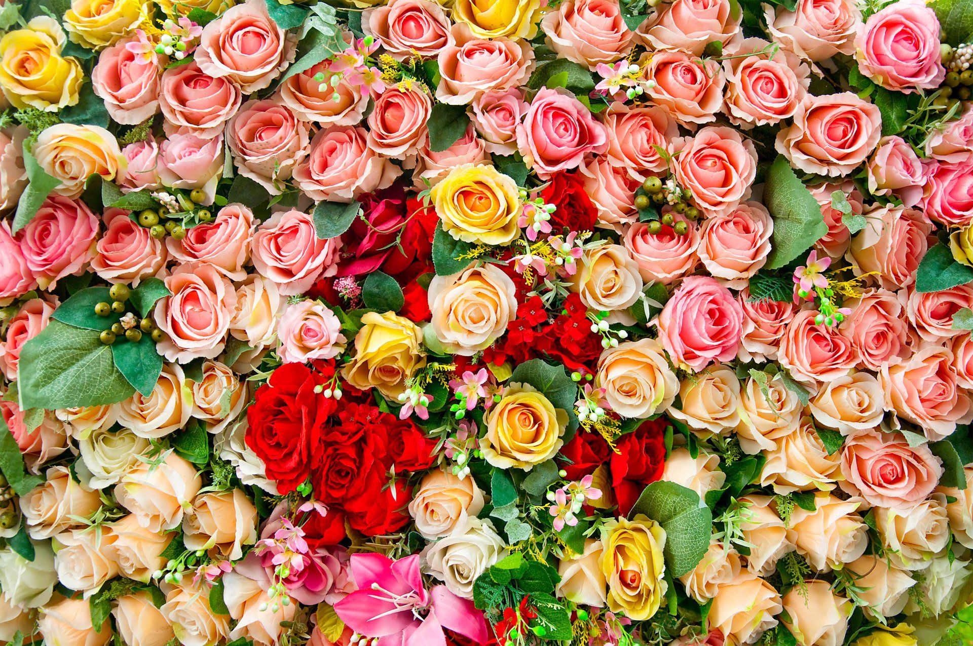 Lumia On Wallpaper Rose Colorful Roses