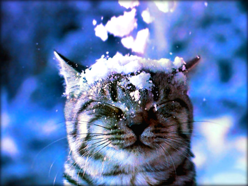 Winter Cats Wallpaper