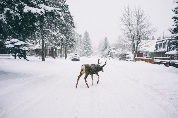 Oh Deer Traveler Photo Contest National Geographic