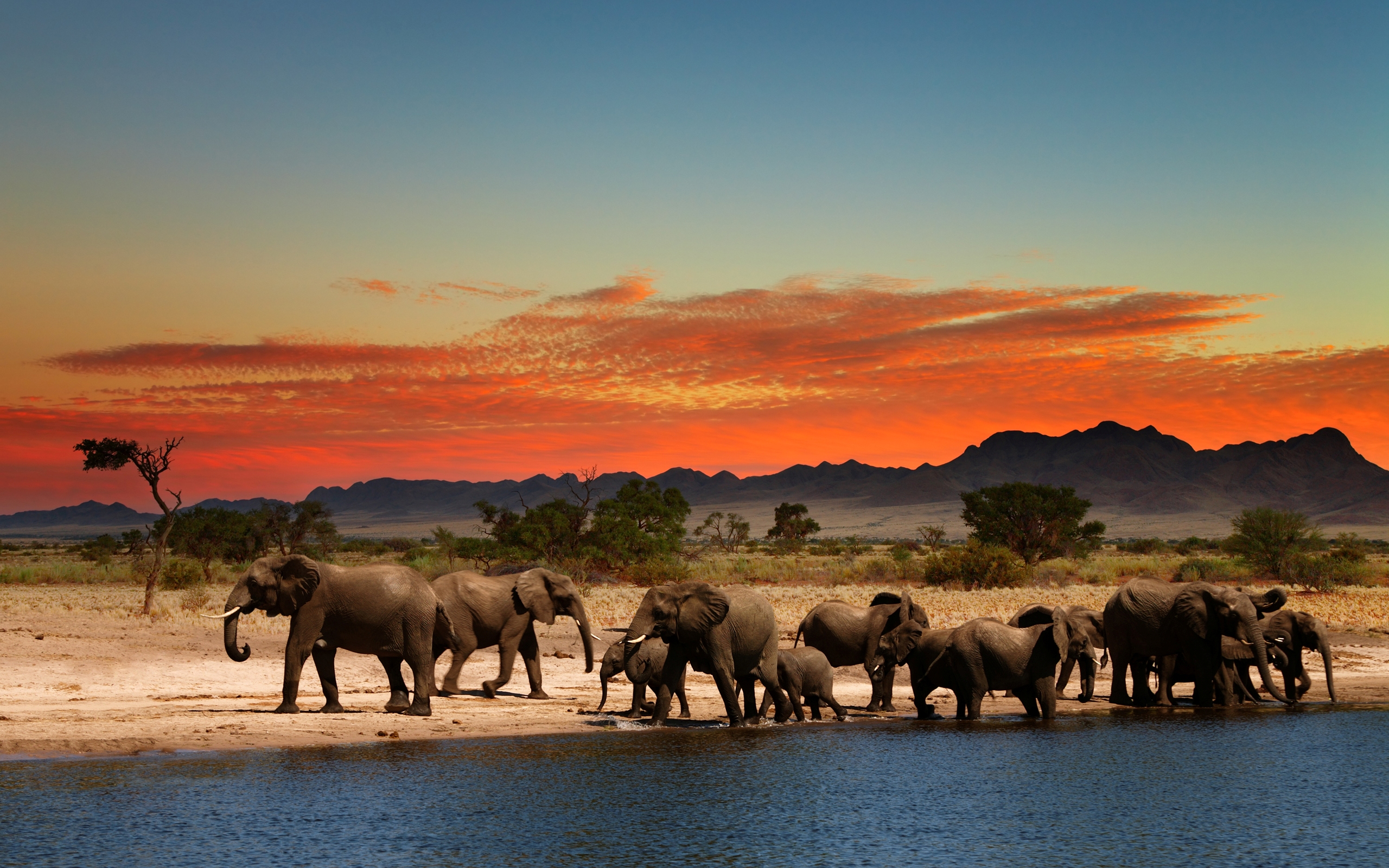 Desktop Elephant HD Wallpaper South Africa Safari