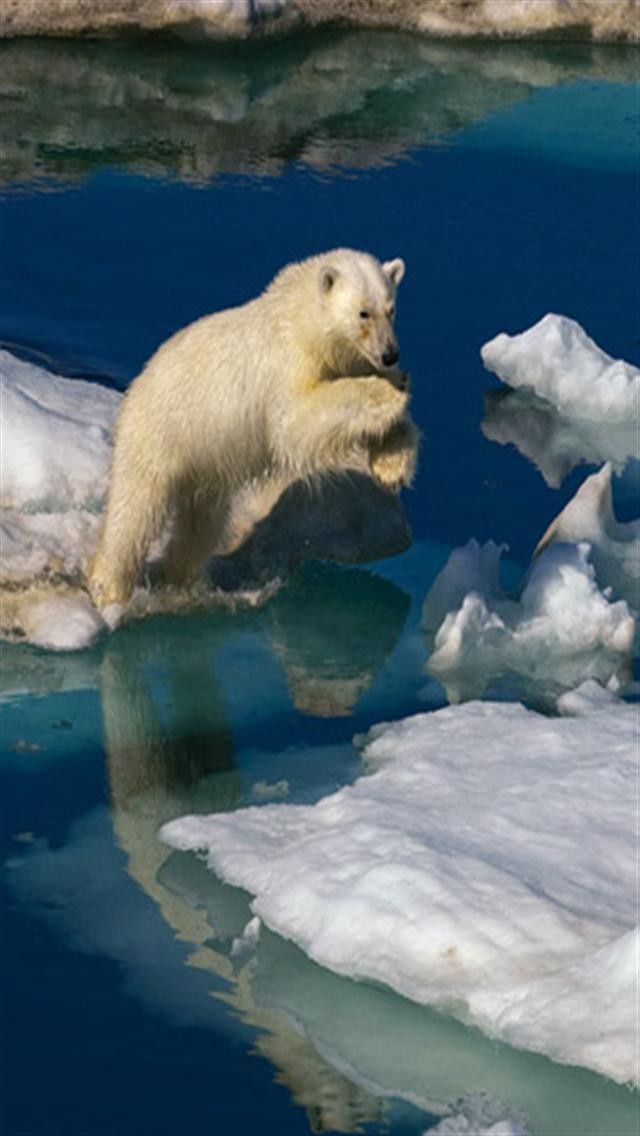  40 Polar  Bear  iPhone  Wallpaper  on WallpaperSafari