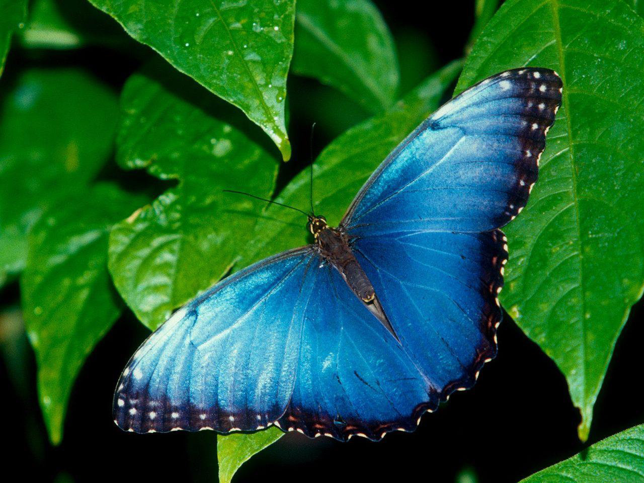 Wallpaper Of Blue Butterfly On The Green Leafe World