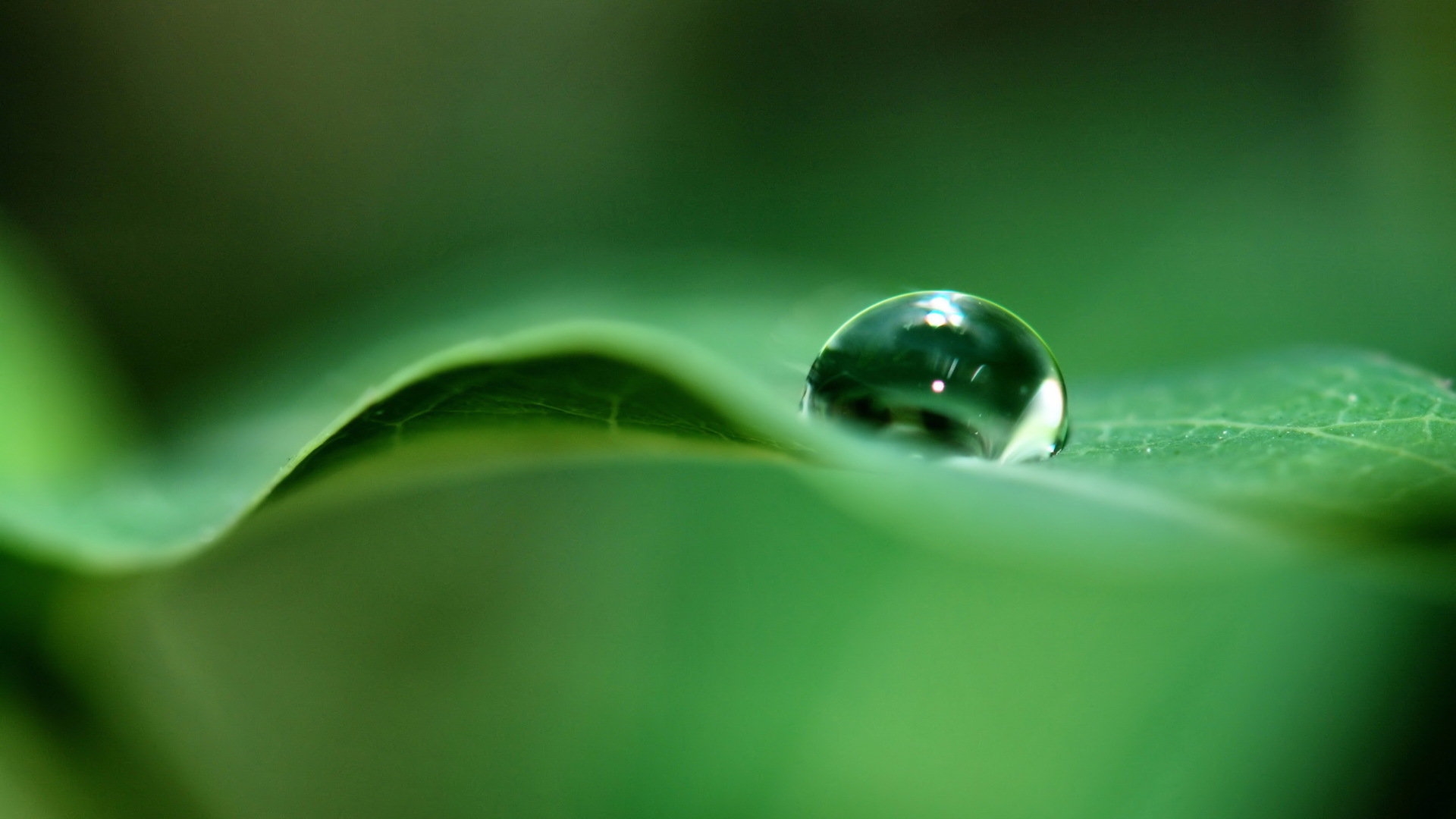 Water Drops HD Wallpapers High Quality Wallpapers