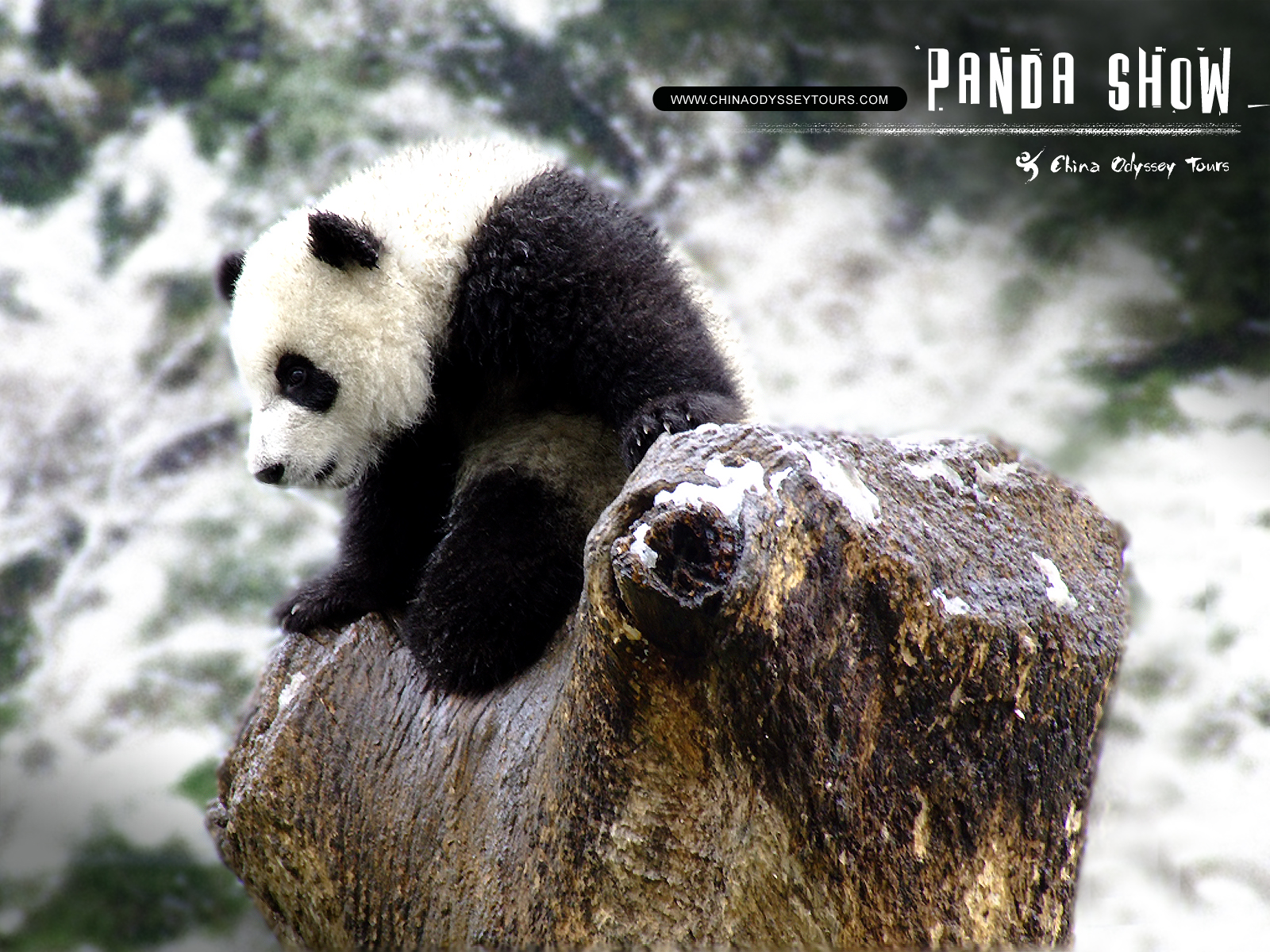 Free Download Beautiful Wallpapers Panda Bear Wallpaper [1600X1200] For