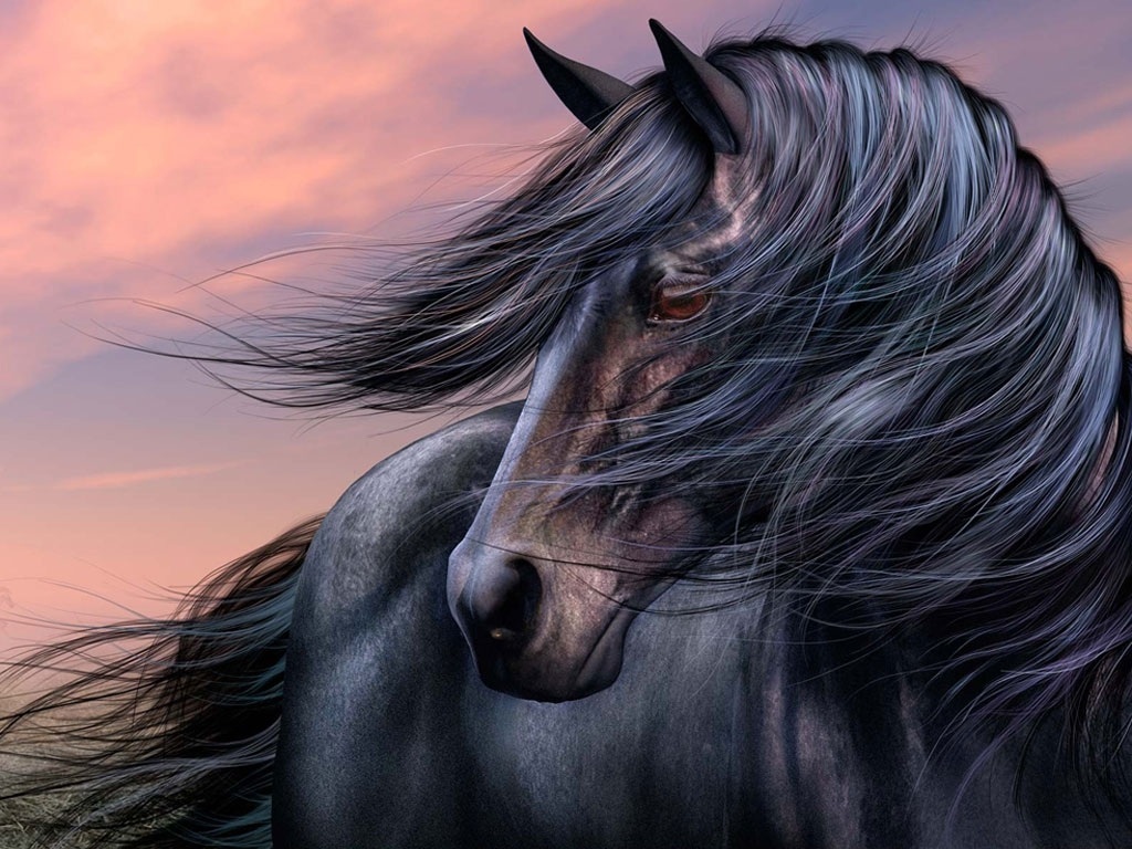 Black Horse HD Wallpaper Image